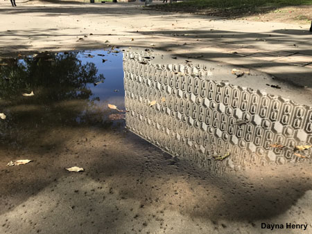 Library reflection in water puddle